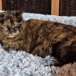 cookie chefin des tierheim starnberg