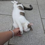 mein kater mani
